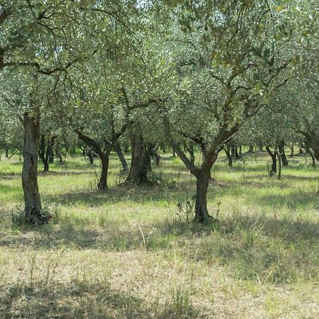 B&B Rifugio Tra Gli Ulivi Campagna Ngoại thất bức ảnh